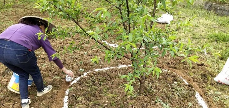 春季果園慎用這2種肥料，不然反而害了果樹
